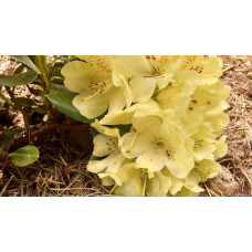 Рододендрон Голдкрон (жовтий) | Rhododendron Goldkrone | Рододендрон Голдкрон (желтый)