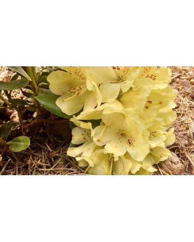 Рододендрон Голдкрон (жовтий) | Rhododendron Goldkrone | Рододендрон Голдкрон (желтый)