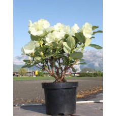 Рододендрон Голдкрон (жовтий) | Rhododendron Goldkrone | Рододендрон Голдкрон (желтый)