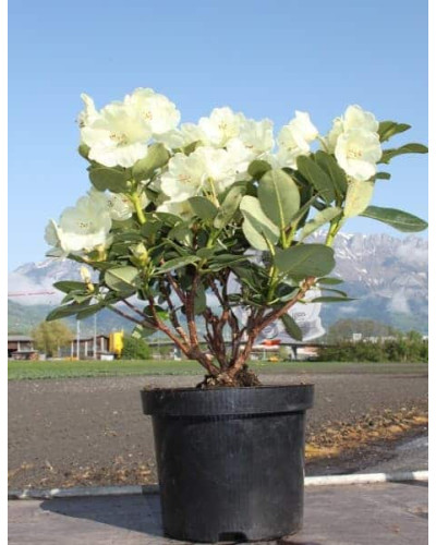 Рододендрон Голдкрон (жовтий) | Rhododendron Goldkrone | Рододендрон Голдкрон (желтый)