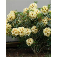 Рододендрон Голдкрон (жовтий) | Rhododendron Goldkrone | Рододендрон Голдкрон (желтый)