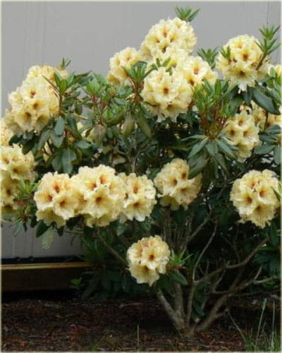 Рододендрон Голдкрон (жовтий) | Rhododendron Goldkrone | Рододендрон Голдкрон (желтый)