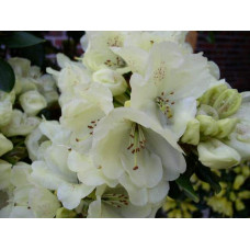 Рододендрон Голдкрон (жовтий) | Rhododendron Goldkrone | Рододендрон Голдкрон (желтый)