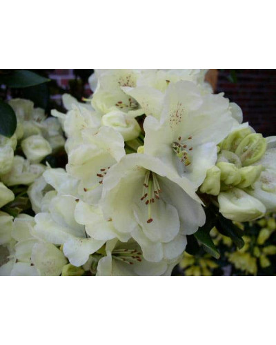 Рододендрон Голдкрон (жовтий) | Rhododendron Goldkrone | Рододендрон Голдкрон (желтый)