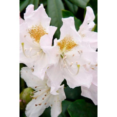 Рододендрон Каннінгемс Уайт | Рододендрон Каннингемс Уайт | Rhododendron Cunningham`s White