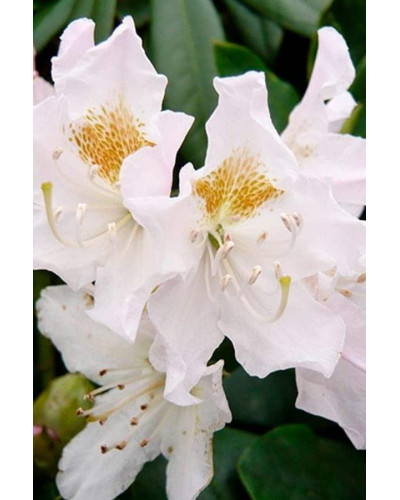 Рододендрон Каннінгемс Уайт | Рододендрон Каннингемс Уайт | Rhododendron Cunningham`s White