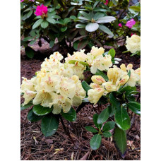 Рододендрон Каннінгемс Уайт | Рододендрон Каннингемс Уайт | Rhododendron Cunningham`s White