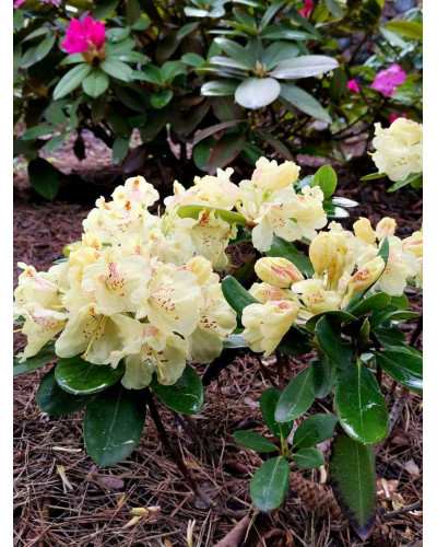 Рододендрон Каннінгемс Уайт | Рододендрон Каннингемс Уайт | Rhododendron Cunningham`s White