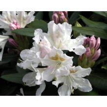 Рододендрон Каннінгемс Уайт | Рододендрон Каннингемс Уайт | Rhododendron Cunningham`s White