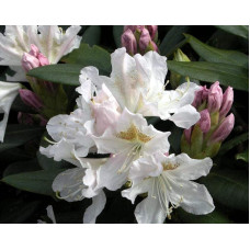 Рододендрон Каннінгемс Уайт | Рододендрон Каннингемс Уайт | Rhododendron Cunningham`s White