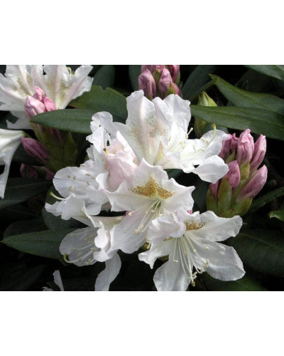 Рододендрон Каннінгемс Уайт | Рододендрон Каннингемс Уайт | Rhododendron Cunningham`s White