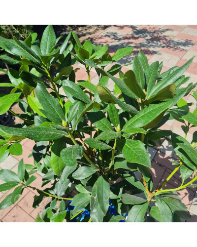 Рододендрон Каннінгемс Уайт | Рододендрон Каннингемс Уайт | Rhododendron Cunningham`s White