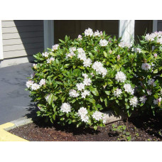 Рододендрон Каннінгемс Уайт | Рододендрон Каннингемс Уайт | Rhododendron Cunningham`s White