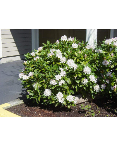 Рододендрон Каннінгемс Уайт | Рододендрон Каннингемс Уайт | Rhododendron Cunningham`s White