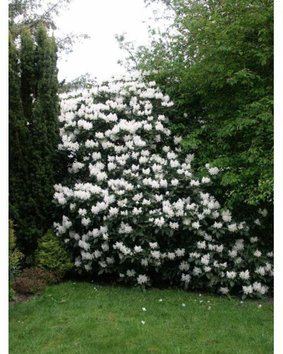 Рододендрон Каннінгемс Уайт | Рододендрон Каннингемс Уайт | Rhododendron Cunningham`s White