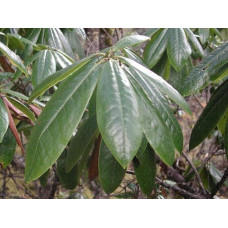Рододендрон Каннінгемс Уайт | Рододендрон Каннингемс Уайт | Rhododendron Cunningham`s White