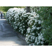 Рододендрон Каннінгемс Уайт | Рододендрон Каннингемс Уайт | Rhododendron Cunningham`s White