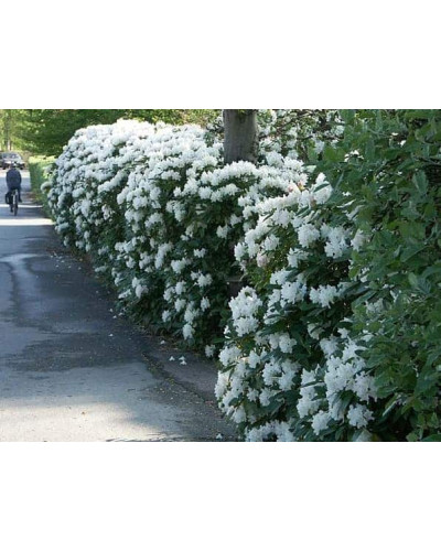 Рододендрон Каннінгемс Уайт | Рододендрон Каннингемс Уайт | Rhododendron Cunningham`s White