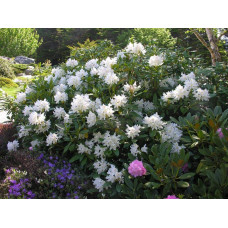 Рододендрон Каннінгемс Уайт | Рододендрон Каннингемс Уайт | Rhododendron Cunningham`s White