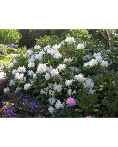 Рододендрон Каннінгемс Уайт | Рододендрон Каннингемс Уайт | Rhododendron Cunningham`s White
