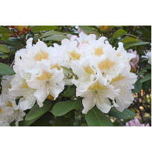 Рододендрон Каннінгемс Уайт | Рододендрон Каннингемс Уайт | Rhododendron Cunningham`s White