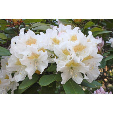 Рододендрон Каннінгемс Уайт | Рододендрон Каннингемс Уайт | Rhododendron Cunningham`s White