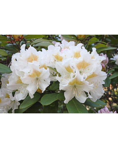 Рододендрон Каннінгемс Уайт | Рододендрон Каннингемс Уайт | Rhododendron Cunningham`s White