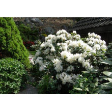 Рододендрон Каннінгемс Уайт | Рододендрон Каннингемс Уайт | Rhododendron Cunningham`s White