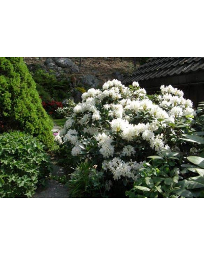 Рододендрон Каннінгемс Уайт | Рододендрон Каннингемс Уайт | Rhododendron Cunningham`s White