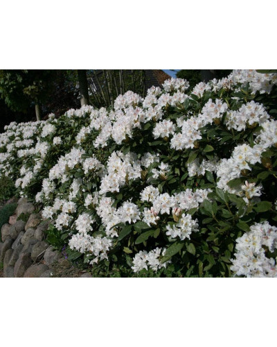 Рододендрон Каннінгемс Уайт | Рододендрон Каннингемс Уайт | Rhododendron Cunningham`s White