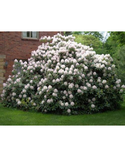 Рододендрон Каннінгемс Уайт | Рододендрон Каннингемс Уайт | Rhododendron Cunningham`s White