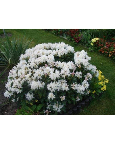 Рододендрон Каннінгемс Уайт | Рододендрон Каннингемс Уайт | Rhododendron Cunningham`s White
