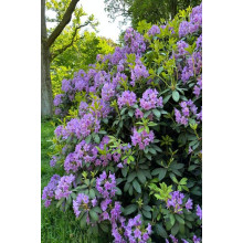 Рододендрон катевбінський Грандіфлорум | Rhododendron catawbiense Grandiflorum | Рододендрон катевбинский Грандифлорум