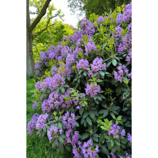 Рододендрон катевбінський Грандіфлорум | Rhododendron catawbiense Grandiflorum | Рододендрон катевбинский Грандифлорум