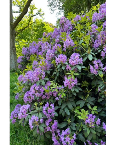 Рододендрон катевбінський Грандіфлорум | Rhododendron catawbiense Grandiflorum | Рододендрон катевбинский Грандифлорум