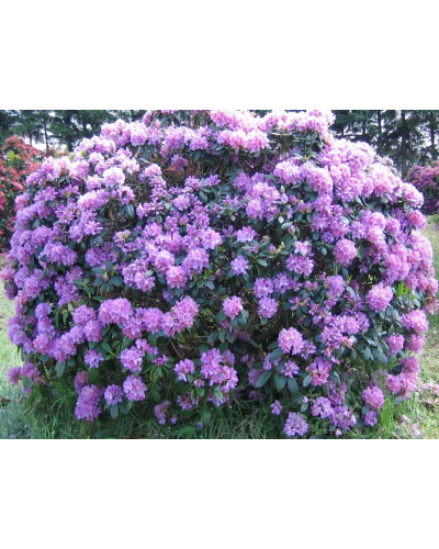 Рододендрон катевбінський Грандіфлорум | Rhododendron catawbiense Grandiflorum | Рододендрон катевбинский Грандифлорум