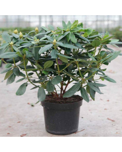 Рододендрон катевбінський Грандіфлорум | Rhododendron catawbiense Grandiflorum | Рододендрон катевбинский Грандифлорум