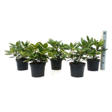 Рододендрон катевбінський Грандіфлорум | Rhododendron catawbiense Grandiflorum | Рододендрон катевбинский Грандифлорум
