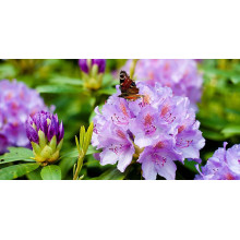 Рододендрон катевбінський Грандіфлорум | Rhododendron catawbiense Grandiflorum | Рододендрон катевбинский Грандифлорум