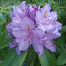 Рододендрон катевбінський Грандіфлорум | Rhododendron catawbiense Grandiflorum | Рододендрон катевбинский Грандифлорум