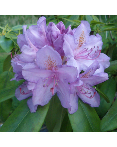 Рододендрон катевбінський Грандіфлорум | Rhododendron catawbiense Grandiflorum | Рододендрон катевбинский Грандифлорум