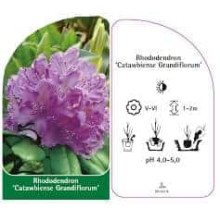 Рододендрон катевбінський Грандіфлорум | Rhododendron catawbiense Grandiflorum | Рододендрон катевбинский Грандифлорум