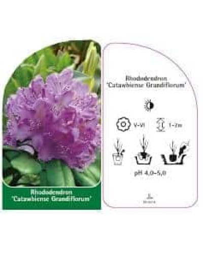 Рододендрон катевбінський Грандіфлорум | Rhododendron catawbiense Grandiflorum | Рододендрон катевбинский Грандифлорум