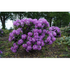 Рододендрон катевбінський Грандіфлорум | Rhododendron catawbiense Grandiflorum | Рододендрон катевбинский Грандифлорум