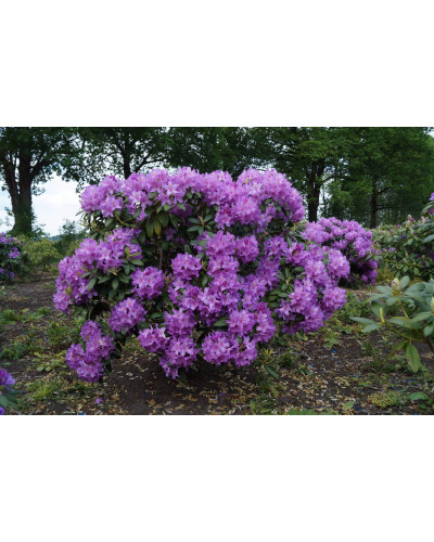 Рододендрон катевбінський Грандіфлорум | Rhododendron catawbiense Grandiflorum | Рододендрон катевбинский Грандифлорум