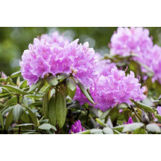 Рододендрон катевбінський Грандіфлорум | Rhododendron catawbiense Grandiflorum | Рододендрон катевбинский Грандифлорум