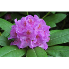 Рододендрон катевбінський Грандіфлорум | Rhododendron catawbiense Grandiflorum | Рододендрон катевбинский Грандифлорум