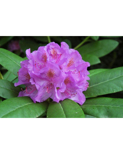 Рододендрон катевбінський Грандіфлорум | Rhododendron catawbiense Grandiflorum | Рододендрон катевбинский Грандифлорум