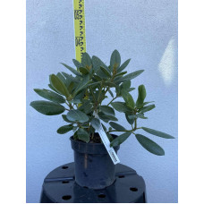 Рододендрон катевбінський Грандіфлорум | Rhododendron catawbiense Grandiflorum | Рододендрон катевбинский Грандифлорум