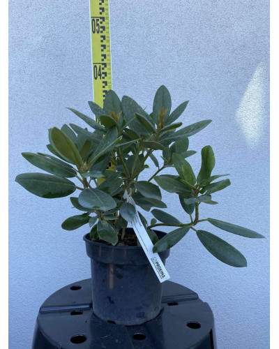 Рододендрон катевбінський Грандіфлорум | Rhododendron catawbiense Grandiflorum | Рододендрон катевбинский Грандифлорум